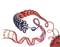 epigenetik