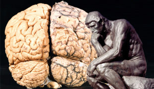 Denker-Gehirn